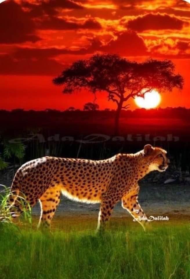 NATURALEZAV3's tweet image. Hermoso atardecer.