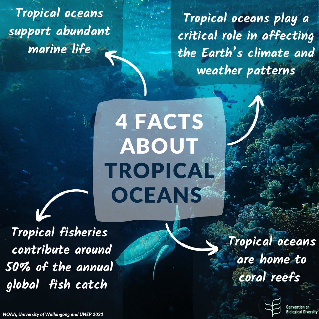 Tropical Ocean Facts