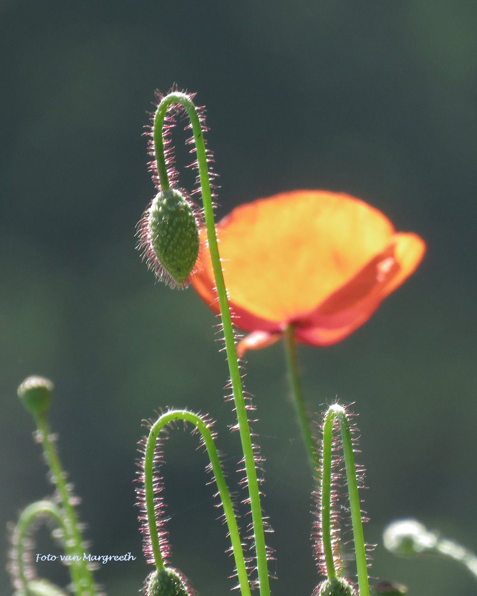 @WLH1972 Happy birthday,  William🥳🎈It's not fully macro but I love the eveninglight on the tiny hairs of the poppy🙂