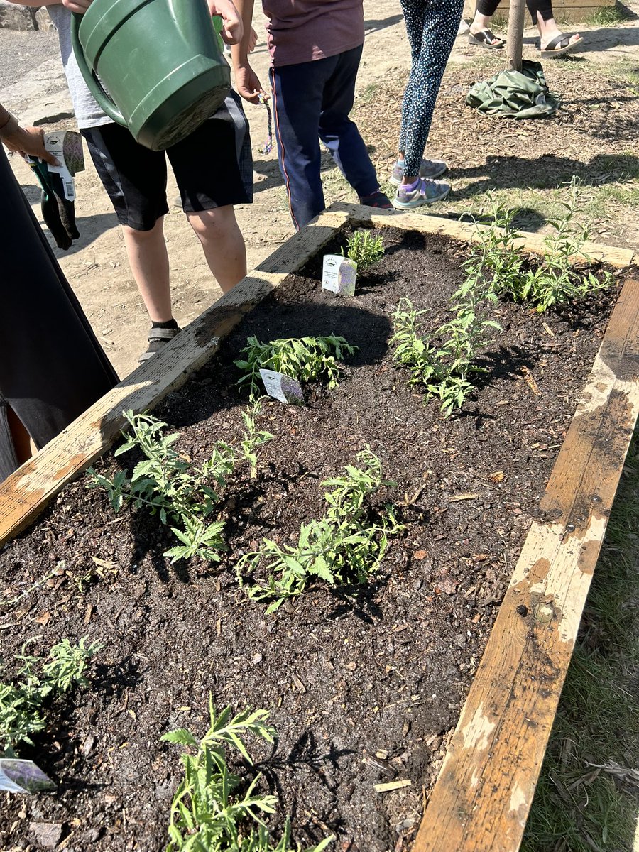 Planting and caring for our indigenous garden! We’re so excited to watch our plants grow @Indigenous_cbe #kentaylorschool #wearecbe