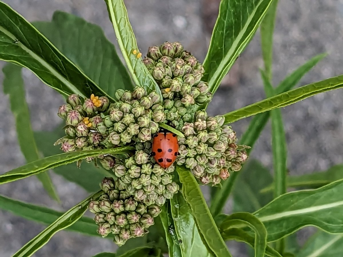 GardenEdSandra's tweet photo. New babies!  Welcome ladybug friends. Fresh supply of aphids here for you.
#UELFGarden @UELFSEAWOLVES1 @UELF_PTA @Proud2BeCRPUSD @schoolgardens @livingschoolyrd @EntsocAmerica @UCDavisEntomolo @sanctuaries @WholeKidsFnd @xercessociety https://t.co/fkw5uNBAc6