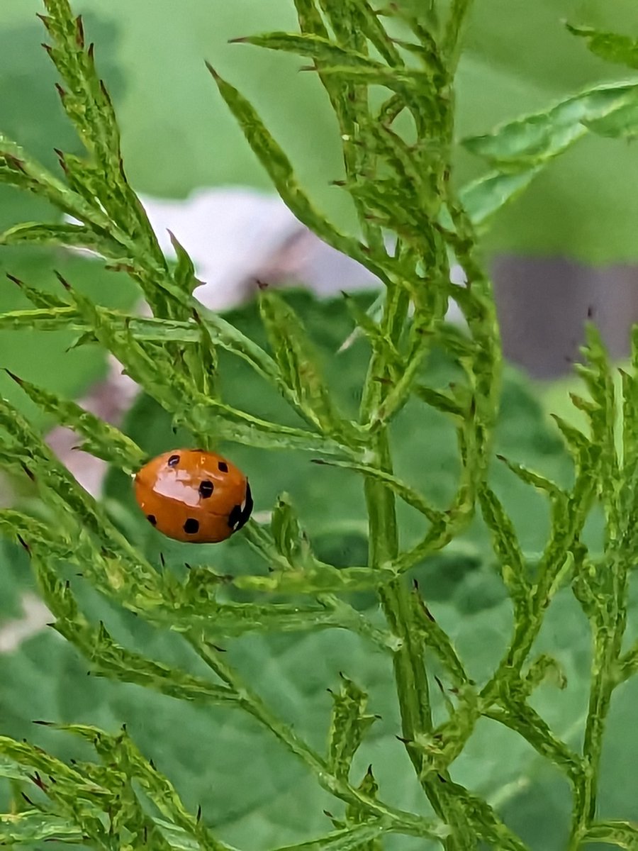 GardenEdSandra's tweet photo. New babies!  Welcome ladybug friends. Fresh supply of aphids here for you.
#UELFGarden @UELFSEAWOLVES1 @UELF_PTA @Proud2BeCRPUSD @schoolgardens @livingschoolyrd @EntsocAmerica @UCDavisEntomolo @sanctuaries @WholeKidsFnd @xercessociety https://t.co/fkw5uNBAc6