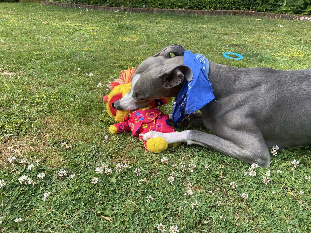 Deading my new toy dat de hoos got me when we came back from de holibobs!  Waiting fir the rain to cool the hoos down!! ❤️🐾🐾🐾🐾🐾🐾❤️❤️🐾❤️