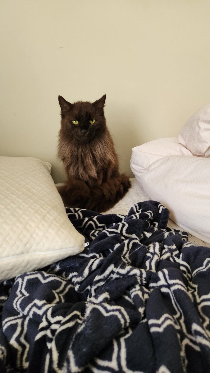 theassholewitch's tweet photo. I gave her a shot and now she's just glaring at me https://t.co/5G9x0pT1YT