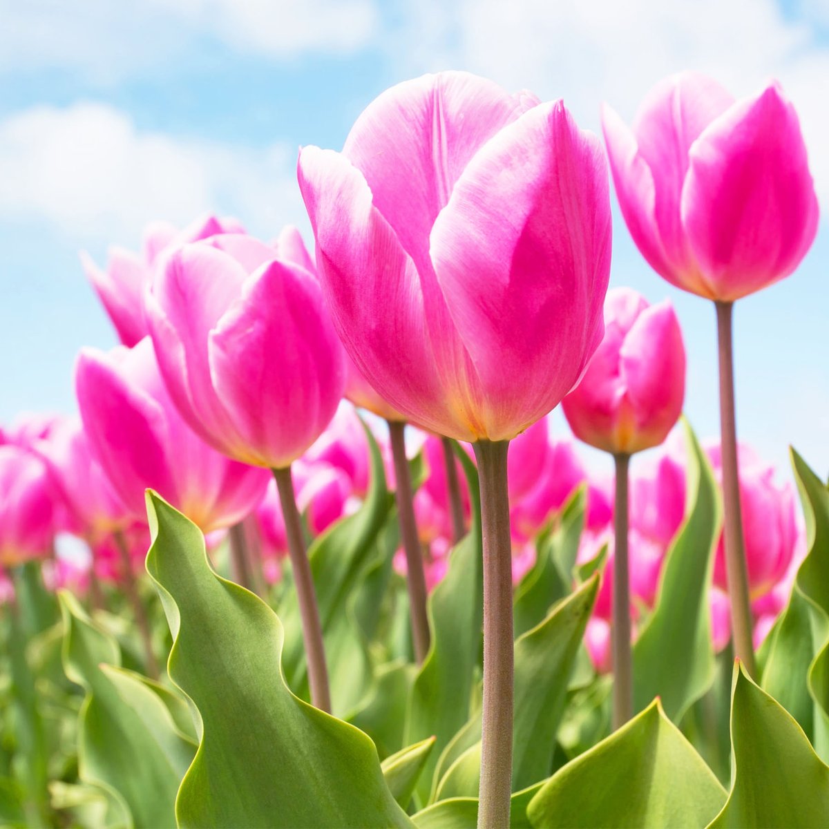 scentifyuk's tweet photo. Pink Tulips &amp; White Jasmine Fragrance Oil 

Now available🤩 

https://t.co/uAsHytR1mY

#soywax #candlemaking #diffusers #bathbombs #candlemakingsupplies #fragrance #melts #bathbombs #soap #cosmetics #wax #candles #waxmelts #soap #soapmaking https://t.co/WqkakN9pfq
