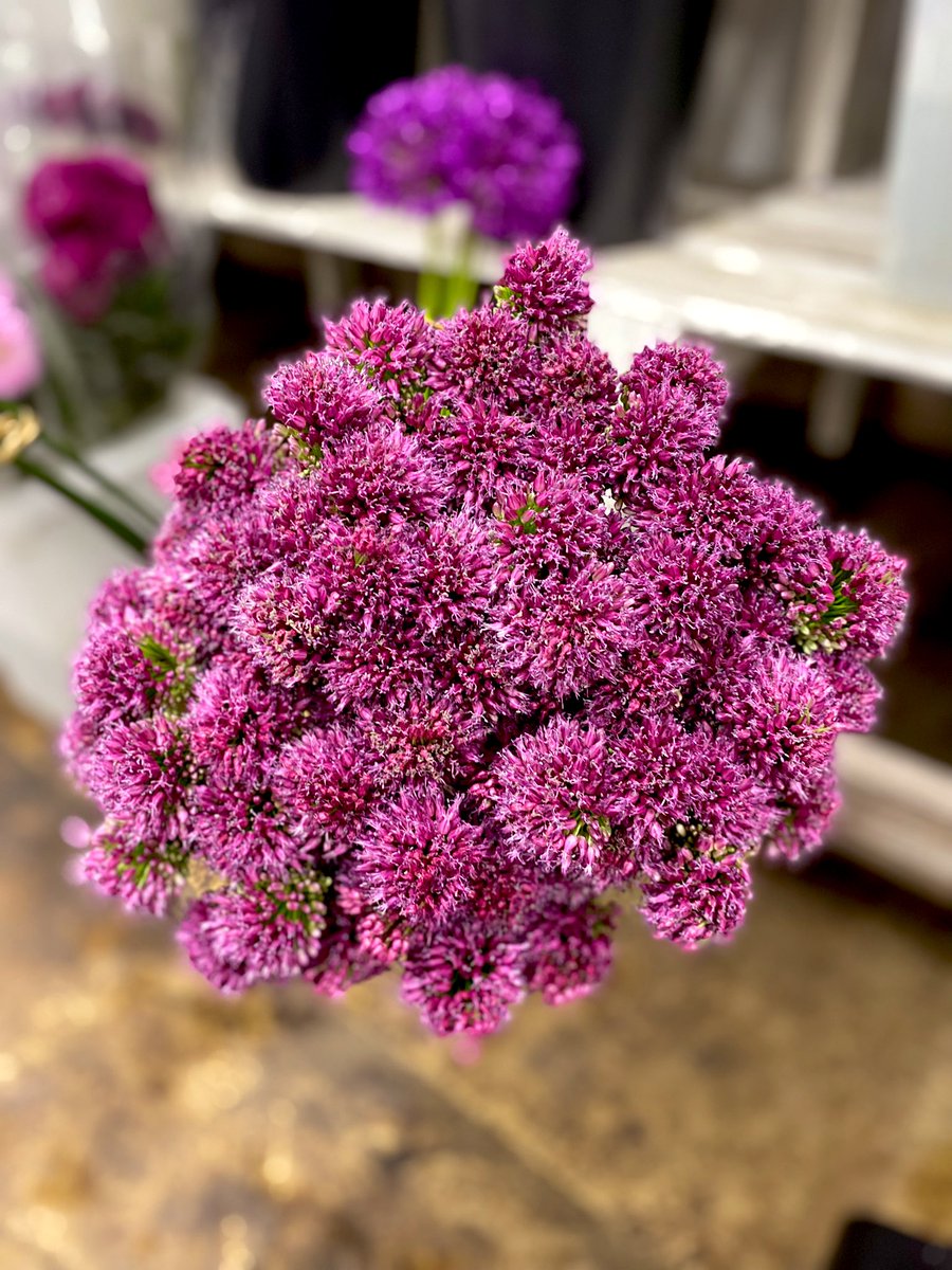 sofloco's tweet image. Drumstick Allium @sofloco