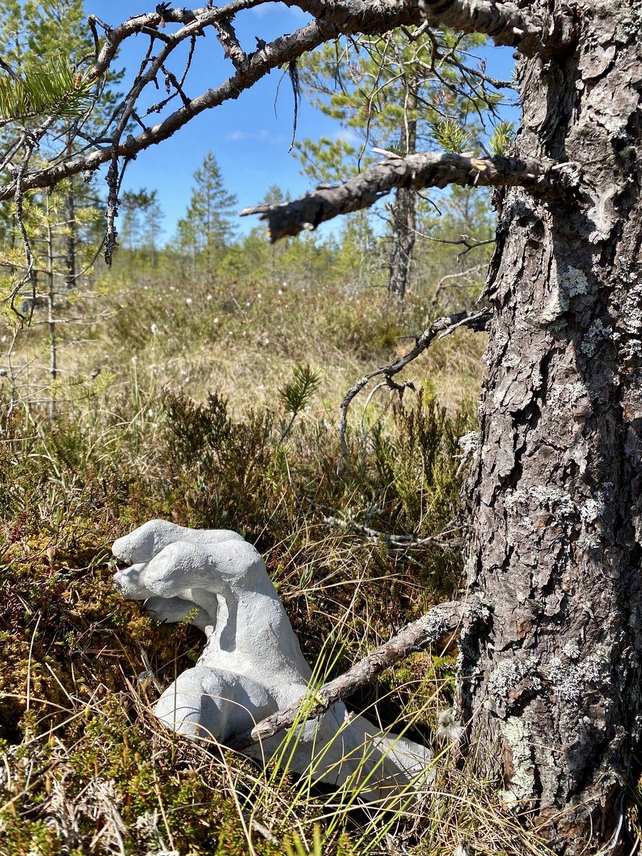 Yhteistyötä <a href="/suogeopark/">Lauhanvuori - Hämeenkangas UNESCO Global Geopark</a> ja @SatakunnanAMK #Kankaanpää 'n Taidekoulun opiskelijoiden kanssa, kun Anni-Maaria Leppänen ja Sade Marila toteuttivat teoksia luontopolun varrelle. #äly #taide #hyvinvointi 

epressi.com/tiedotteet/kul…

Teos: Käsi Silittelijä 
Kuva: Laura Koivumäki
