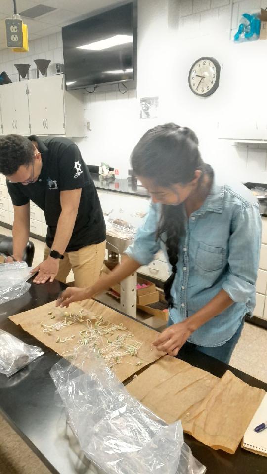 cropstressOSU's tweet photo. Excited to see Anu working on reading her #soybean germination tests after cold temperature exposure. Thanks @Ohiosoycouncil for funding her MS project! https://t.co/iXQUR6Seoo