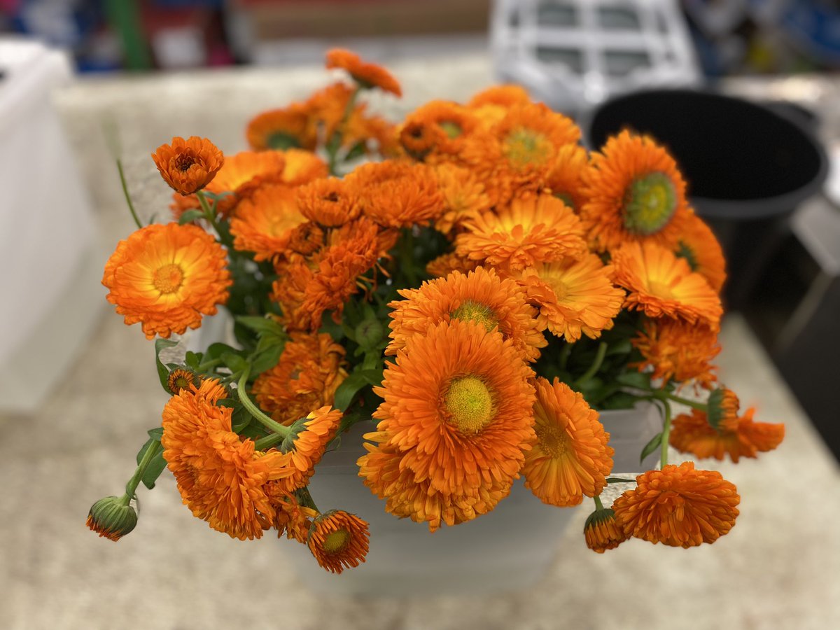 sofloco's tweet image. Calendula @sofloco