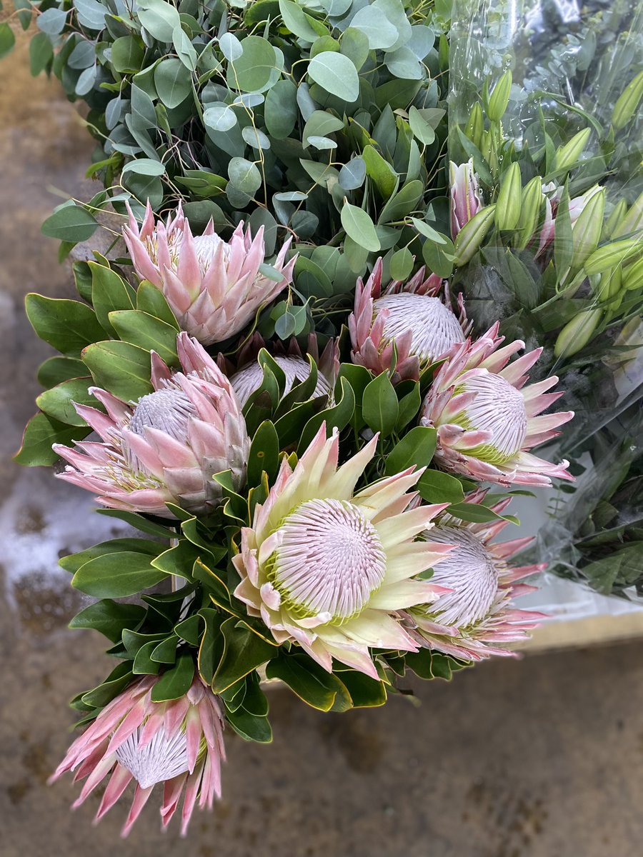 sofloco's tweet image. King Protea @sofloco