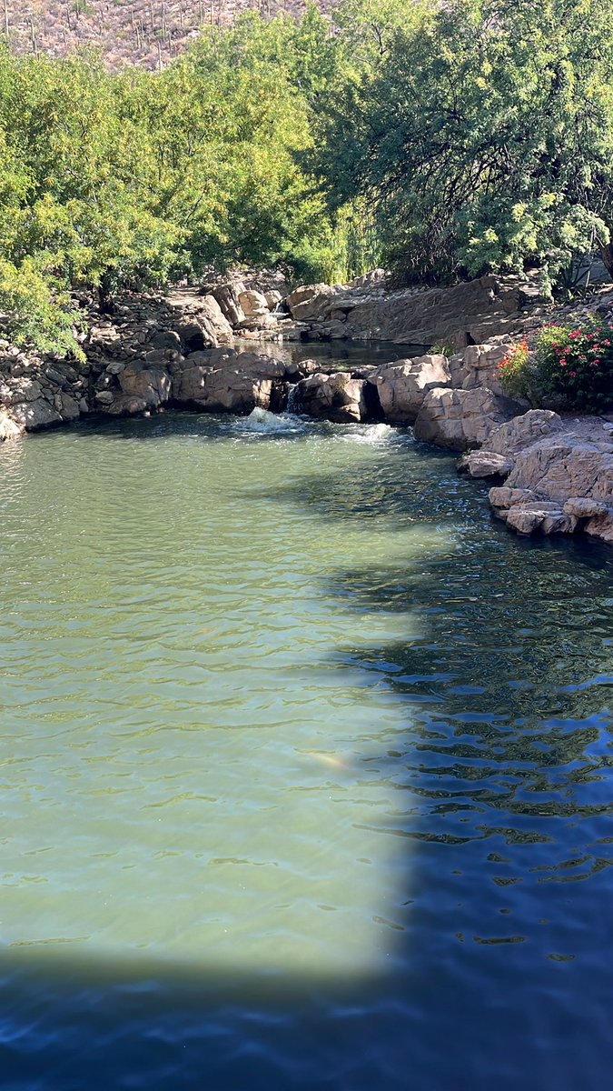 Hope all the teacher leaders are getting a taste of the gorgeous Tucson scenery before breakfast!