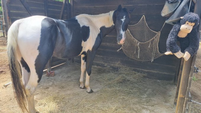 Petit cheval va beaucoup mieux 🥰 Il a vu l'ost&eacute;opathe est a de l'arthrose, &agrave; un si jeune &acirc;ge, il a vraiment<a href="/tag/var"class="tags"><span>#var</span></a><a href="/tag/incendie"class="tags"><span>#incendie</span></a>