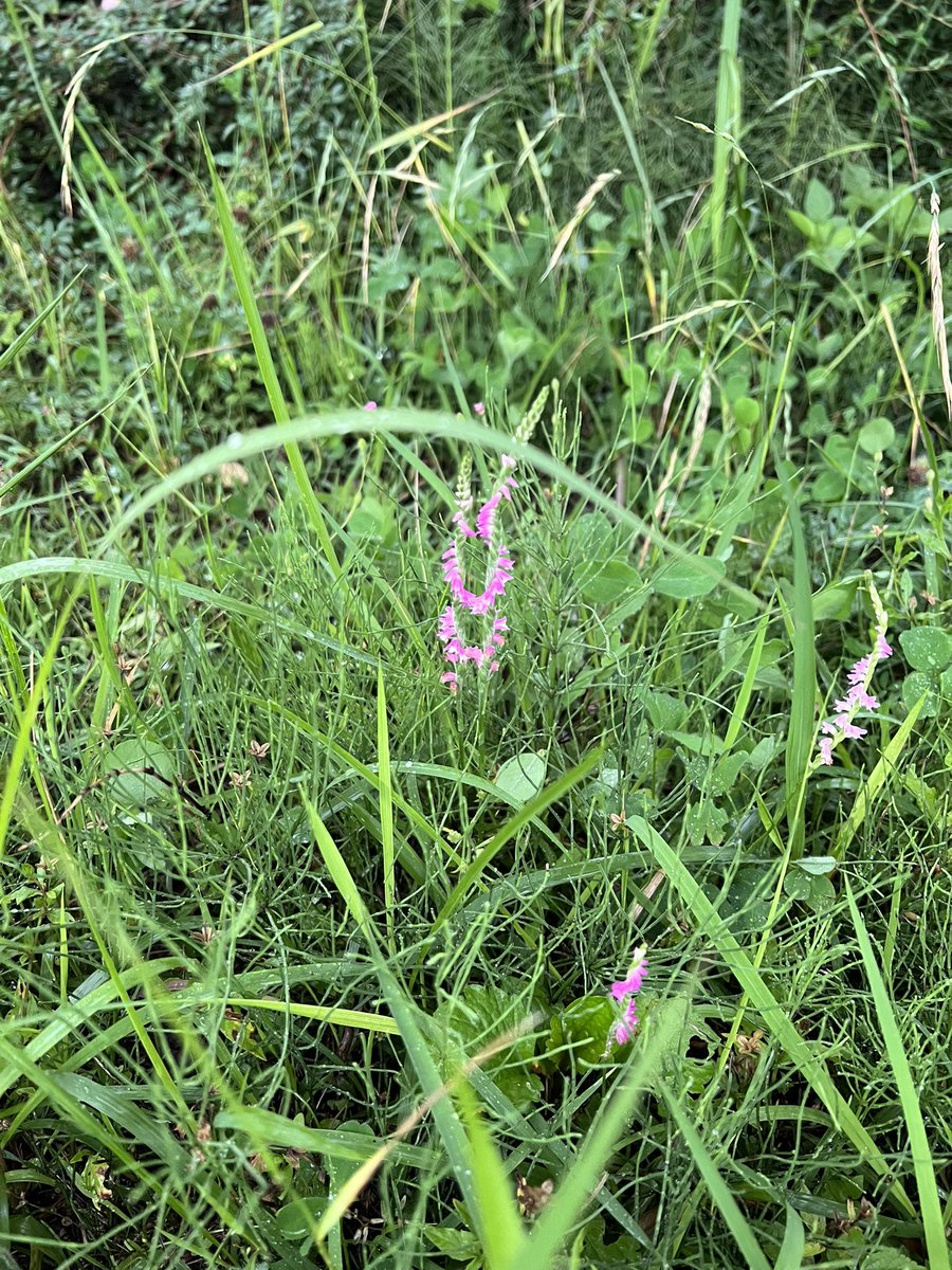 ネジバナが公園に咲いていました
この花大好きです