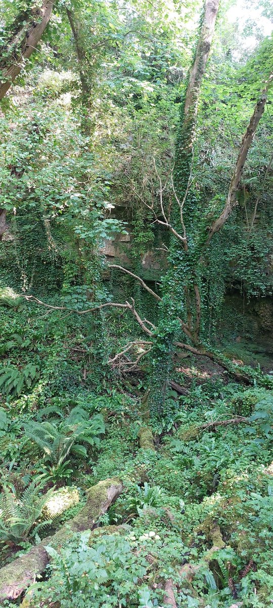 Stormisabird's tweet photo. A beautiful tiny part of celtic rainforest hidden in Bangor!

#bangor #northwales #celticrainforest #forest https://t.co/MNiZ7mDMO9