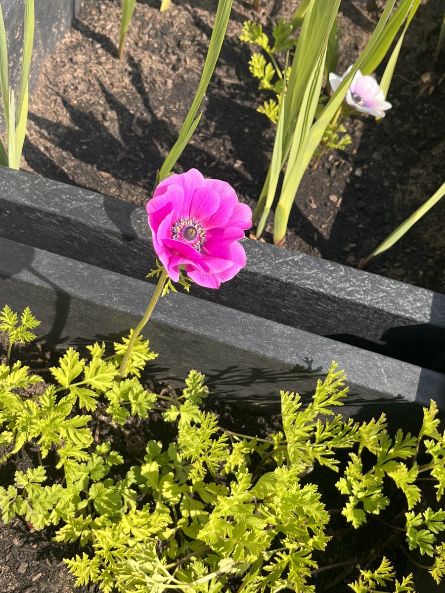 St Raphael Ward 🍋 tweet media