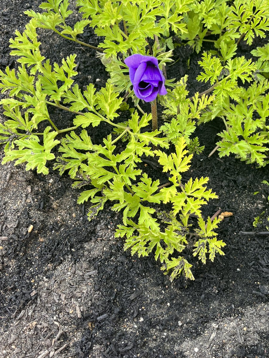 St Raphael Ward 🍋 tweet media