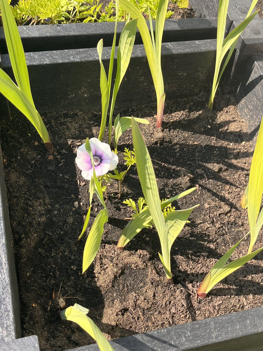 St Raphael Ward 🍋 tweet media