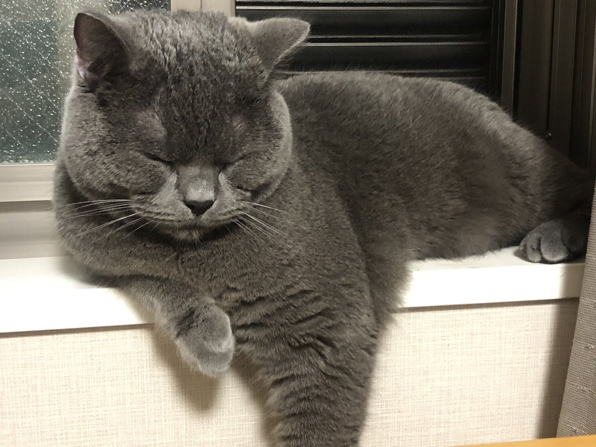 ブリオくん🐈‍⬛

眠そうです💤

おやすみなさい🌙

#ねこのいる幸せ 
#cat 
#猫