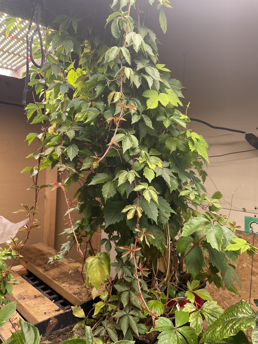 Virginia creeper from seed some time in March. they’re up to the ceiling and still in small 2.5” pots. I would say you can get plants the size the garden centers sell in a just few months from seed. #virginiacreeper #propagation