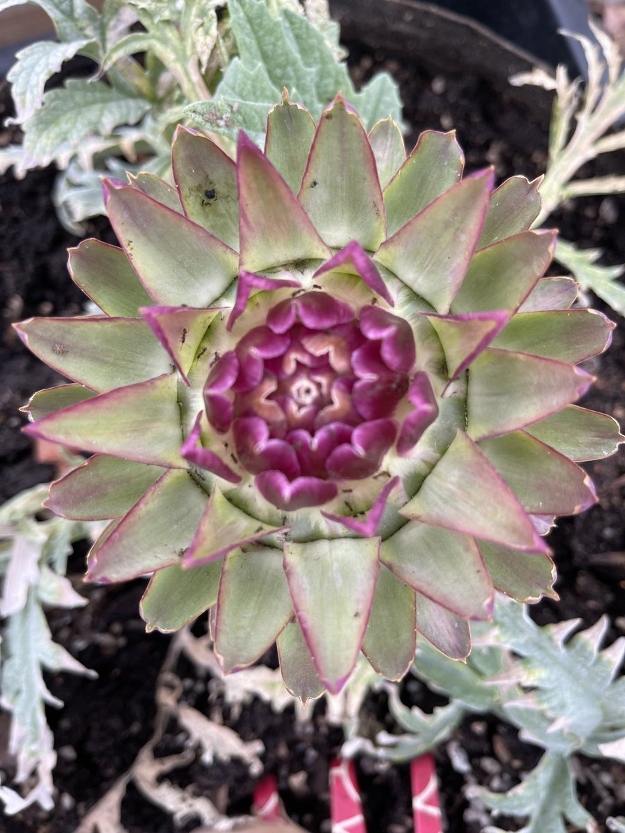 1st Artichoke … #VegetableGardening