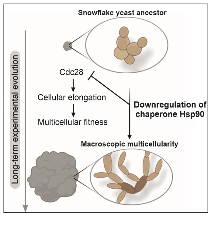 Hi folks, we have a new preprint out on the #MuLTEE, examining the molecular basis of multicellular evolution. We found that an ancient protein folding system, Hsp90, can be tuned to drive rapid convergent multicellular evolution. 1/24 biorxiv.org/content/10.110…