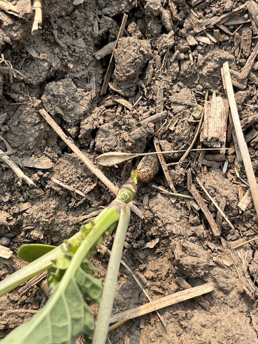 Cutworms are still active in Athabasca County! #ABbugchat #scout23 #westcdnag  📸: @grace_n98