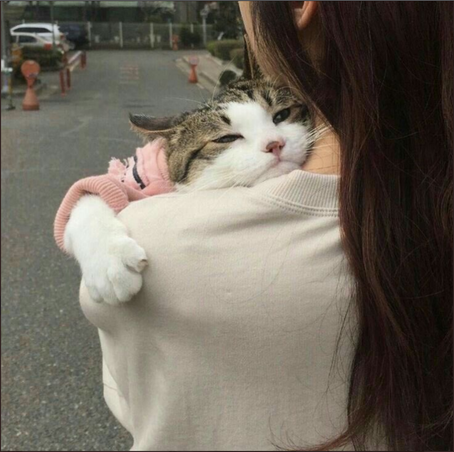 kediler korktukları ve üzüldükleri zaman sarılmak ister