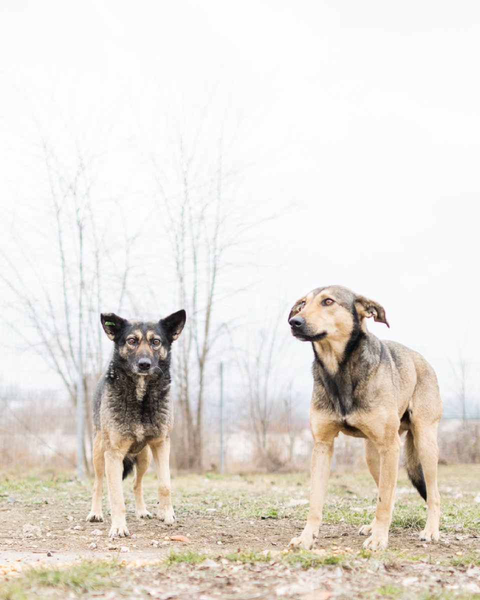 These insights &amp; beautiful pictures were captured by <a href="/SophieGamand/">Sophie Gamand</a>, when she travelled to Moldova with FOUR PAWS to document their Stray Animal Care work. You can read an essay Sophie wrote about her experience in Moldova here: fourpawsusa.org/our-stories/bl…