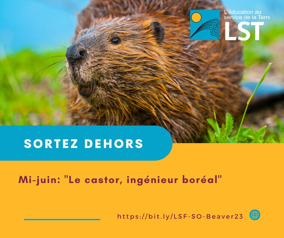 LSF_LST's tweet image. #StepOutside with our latest #R4R Mid June Nature Guide “Beavers: The Boreal Engineers!” 

resources4rethinking.ca/en/step-outsid…

**

#SortezDehors avec vos élèves pour mi-juin: "Le castor, ingénieur boréal" de #R4R

resources4rethinking.ca/fr/step-outsid…
