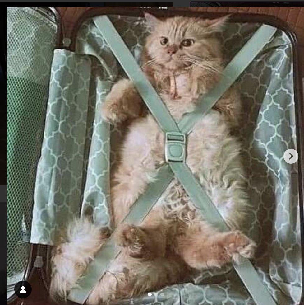 Catwheezie's Stash (@realcattohours) on Twitter photo 