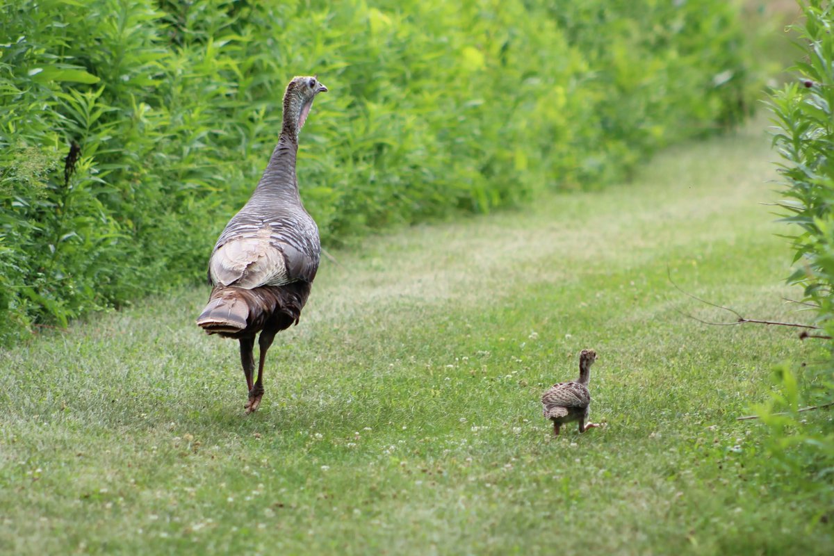 It's time for your #trivia question of the week!
.
Where do wild turkeys sleep?
a. out in the open
b. in trees
c. in tall grass
d. in caves
e. in dens
.
#wilderness #wildlife #naturefacts #naturephotography #turkeys
.
📸 Abby Wilson