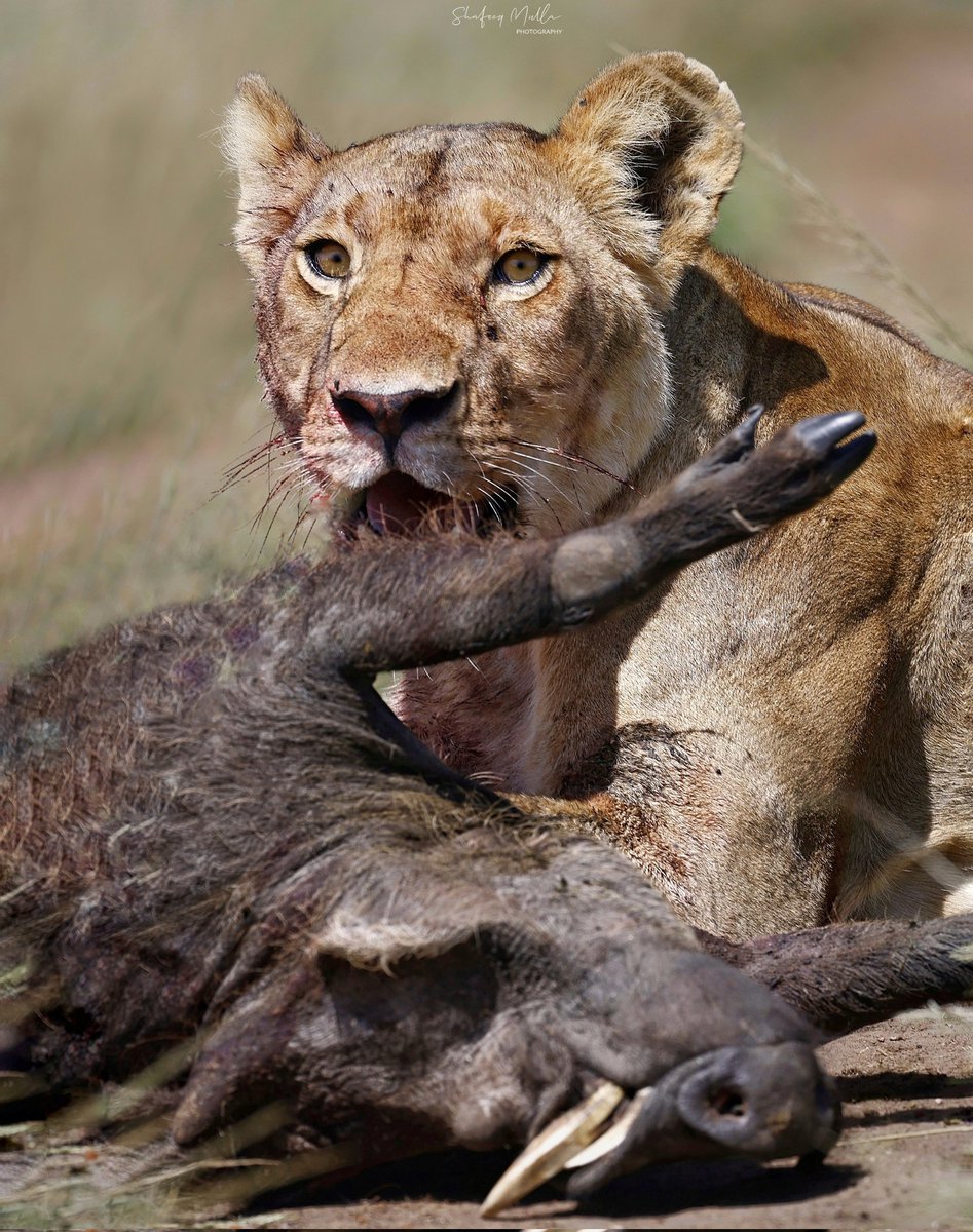 The Executioner

#wildlifephotography #masaimara
#kenya