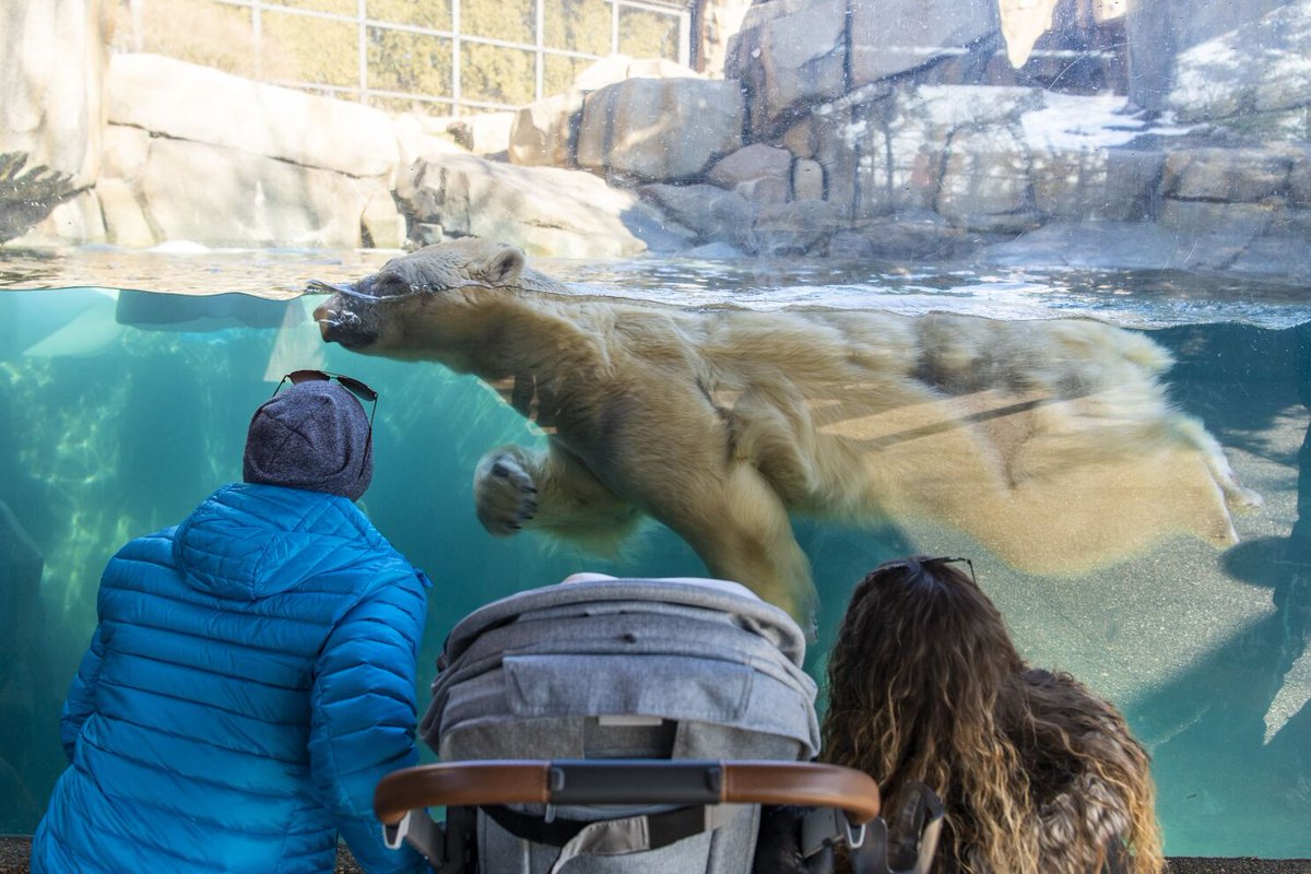 Get ready for a wild day at the Lincoln Park Zoo!

Join us on June 25 from 11 a.m.─1 p.m. CT as we bring Boilermaker fun to Chicago. Get up close and personal with incredible animals, enjoy refreshments, and connect with fellow Boilermakers.

✅ Reserve: ow.ly/iUh850OyJoN