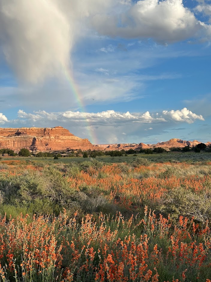The Globemallow has been out and proud this spring! With our (very) wet winter, a massive number of flowers and plants have made themselves known. Our desert is alive with color! How are you showing your #Pride? 🌈 
#CanyonlandsNationalPark #PrideMonth #FindYourPark