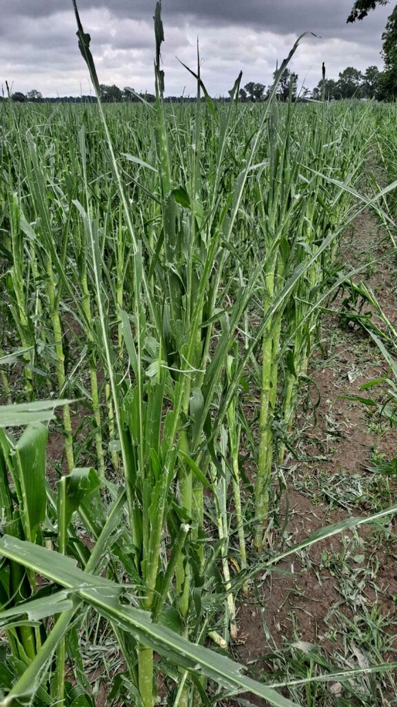 AgRiskSolutions's tweet photo. Hail damage in Cherokee County, KS. https://t.co/KKkE1IkwJg