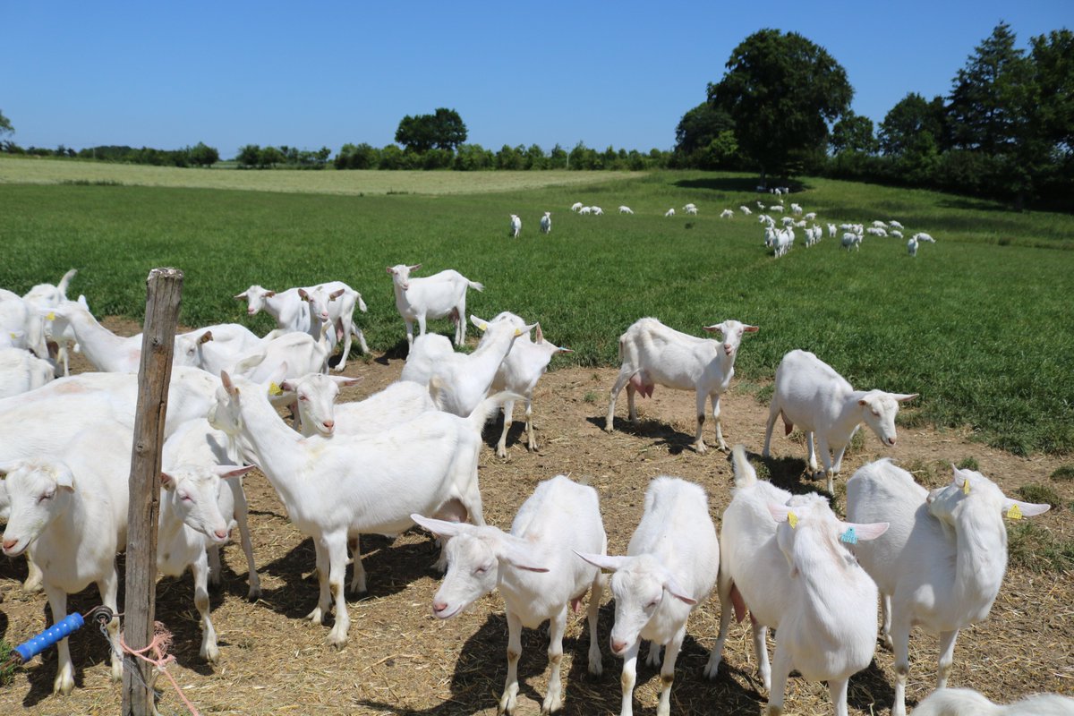 En moyenne, nous avons 550 chèvres Saanen et une dizaine de boucs. 130 chevrettes sont gardées tous les ans pour le renouvellement du troupeau. Nous cultivons de l’herbe, du maïs et du triticale sur 52 ha. Le lait sert à fabriquer des yaourts et des fromages sous la marque Vrai !