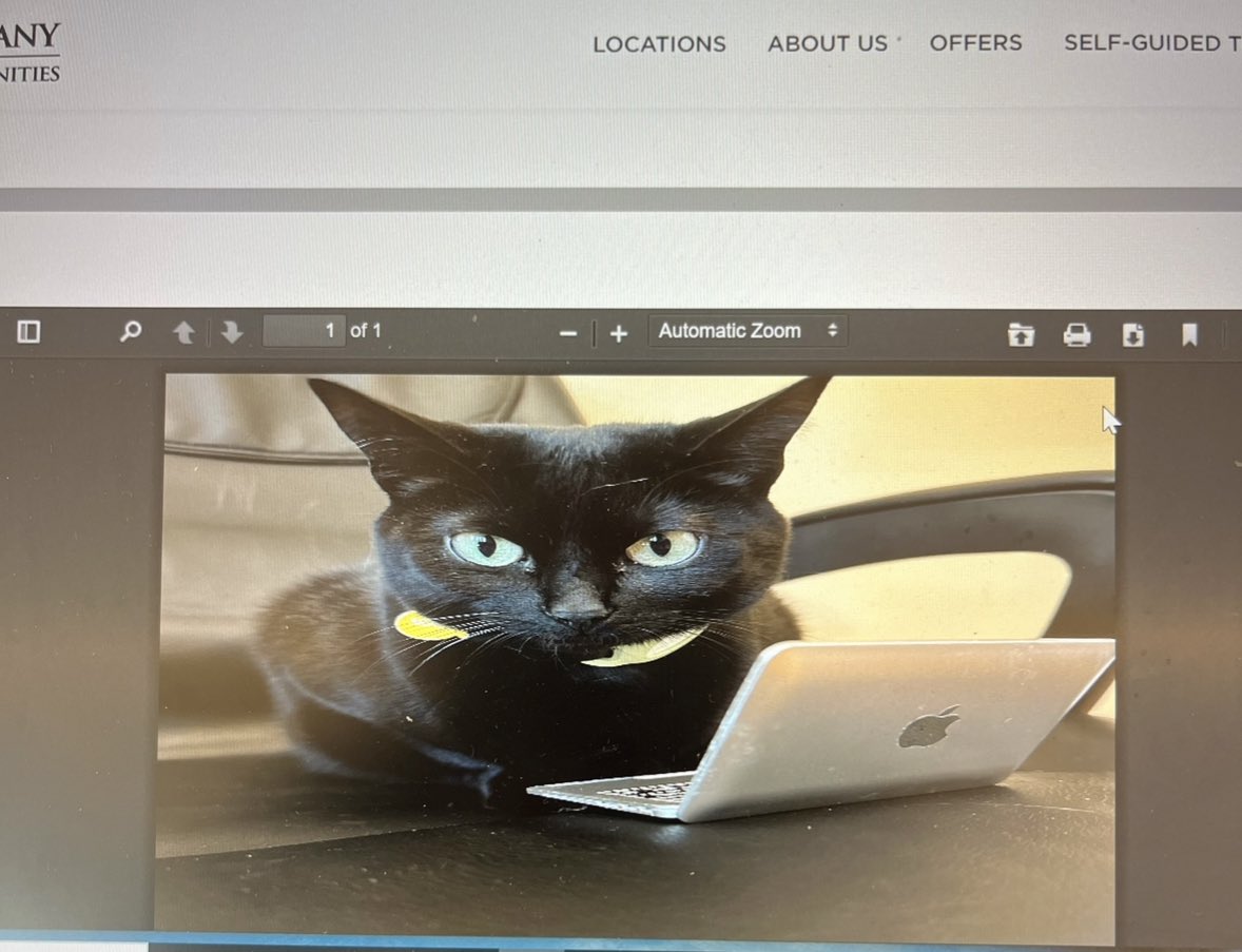 chomp_chris's tweet image. Had to submit a photo of Nova for my new lease, hope they enjoy