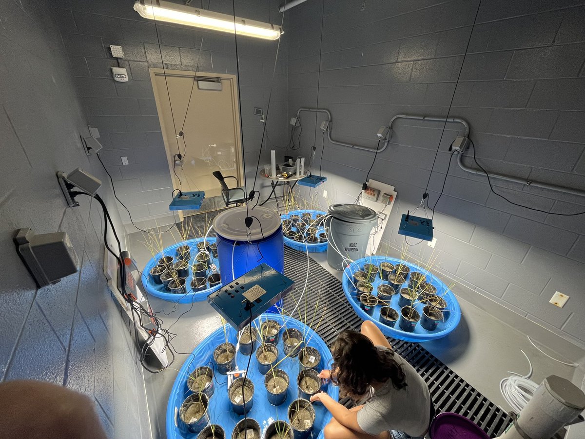 exSHELLsior's tweet photo. We have a fully functioning, self sustaining salt marsh mesocosm! 

With the use of @NeptuneSystems pumps and @MantaRay17 expertise, we are able to program the pumps to fill and drain our pools continuously, simulating high and low tide, all on their own! 🌾🌊
#AcademicTwitter https://t.co/xqXMDI94nz