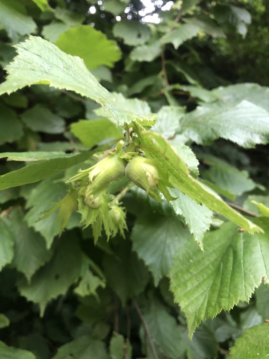 To be Hazelnuts …
#gutenacht