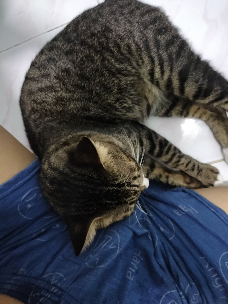 Kitisakdi3's tweet photo. แมวมันซน #อยุธยา #แอบแซ่บ  #วังน้อย https://t.co/F3o4dAEns2