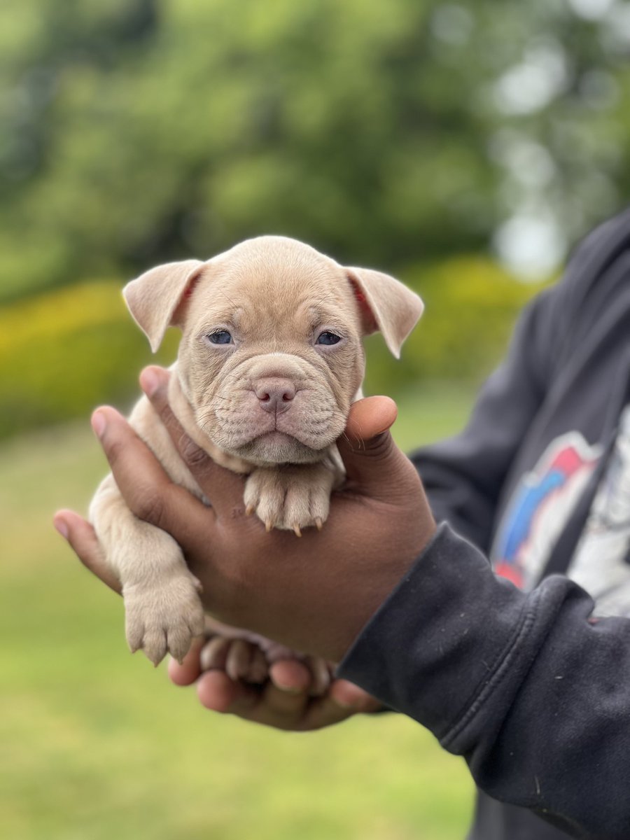 JbUchiess's tweet photo. 9 week Old American Bullies for sale Dm If interested!! https://t.co/jnV9anC4iu