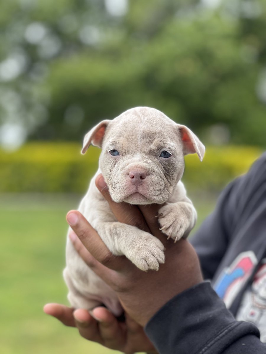 JbUchiess's tweet photo. 9 week Old American Bullies for sale Dm If interested!! https://t.co/jnV9anC4iu