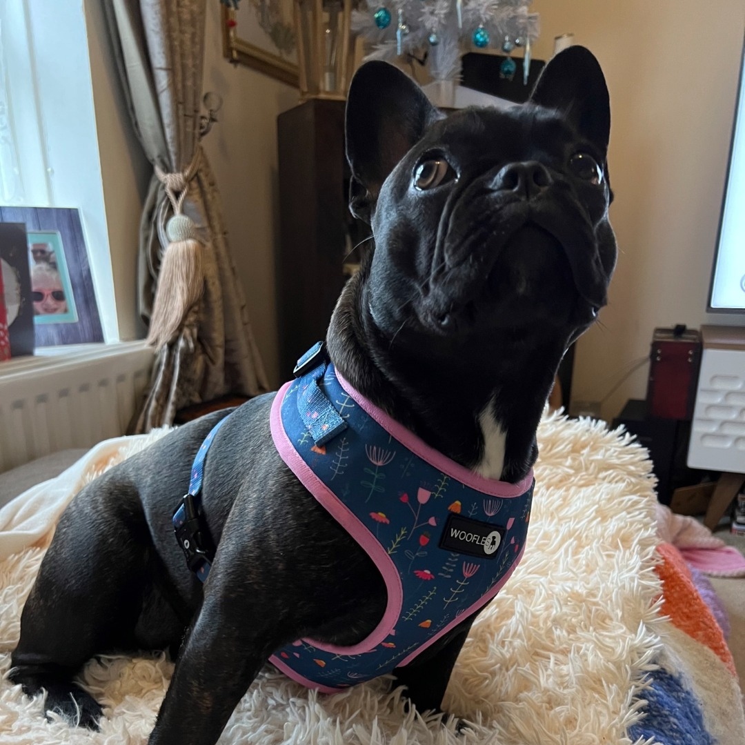 'Can we go for a walk yet?' - the lovely Florence 🥰

l8r.it/94sM

#wooflesuk #dogsuk #londondogs #dapperdog #dogfashion #dogharness #dogobsessed #newpuppyparents #dogmama #walkies #dogwalk #dogoftheday #dailyfluff #animaladdicts