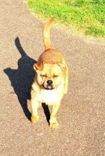 DeRavissante's tweet photo. Het is zo'n leuk,gezellig, klein hondje die Evie. Ze zoekt een eigenaar die heerlijk met haar gaat wandelen en vooral veel van knuffelen houdt. Ook heeft haar nieuwe eigenaar een andere leuke, speelse hond want dat is echt helemaal het einde voor Evie. 

RT is ❤️ https://t.co/bMhijAo8YE
