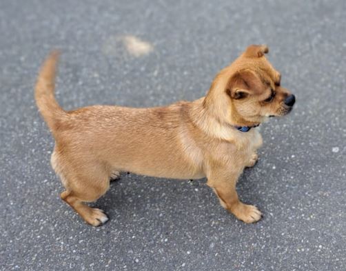 DeRavissante's tweet photo. Het is zo'n leuk,gezellig, klein hondje die Evie. Ze zoekt een eigenaar die heerlijk met haar gaat wandelen en vooral veel van knuffelen houdt. Ook heeft haar nieuwe eigenaar een andere leuke, speelse hond want dat is echt helemaal het einde voor Evie. 

RT is ❤️ https://t.co/bMhijAo8YE