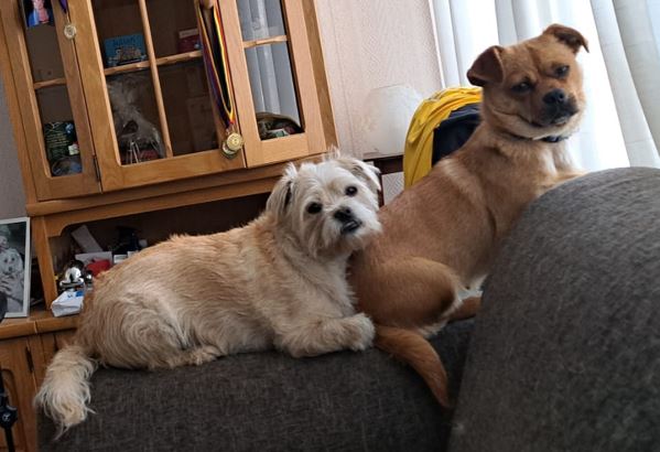 DeRavissante's tweet photo. Het is zo'n leuk,gezellig, klein hondje die Evie. Ze zoekt een eigenaar die heerlijk met haar gaat wandelen en vooral veel van knuffelen houdt. Ook heeft haar nieuwe eigenaar een andere leuke, speelse hond want dat is echt helemaal het einde voor Evie. 

RT is ❤️ https://t.co/bMhijAo8YE