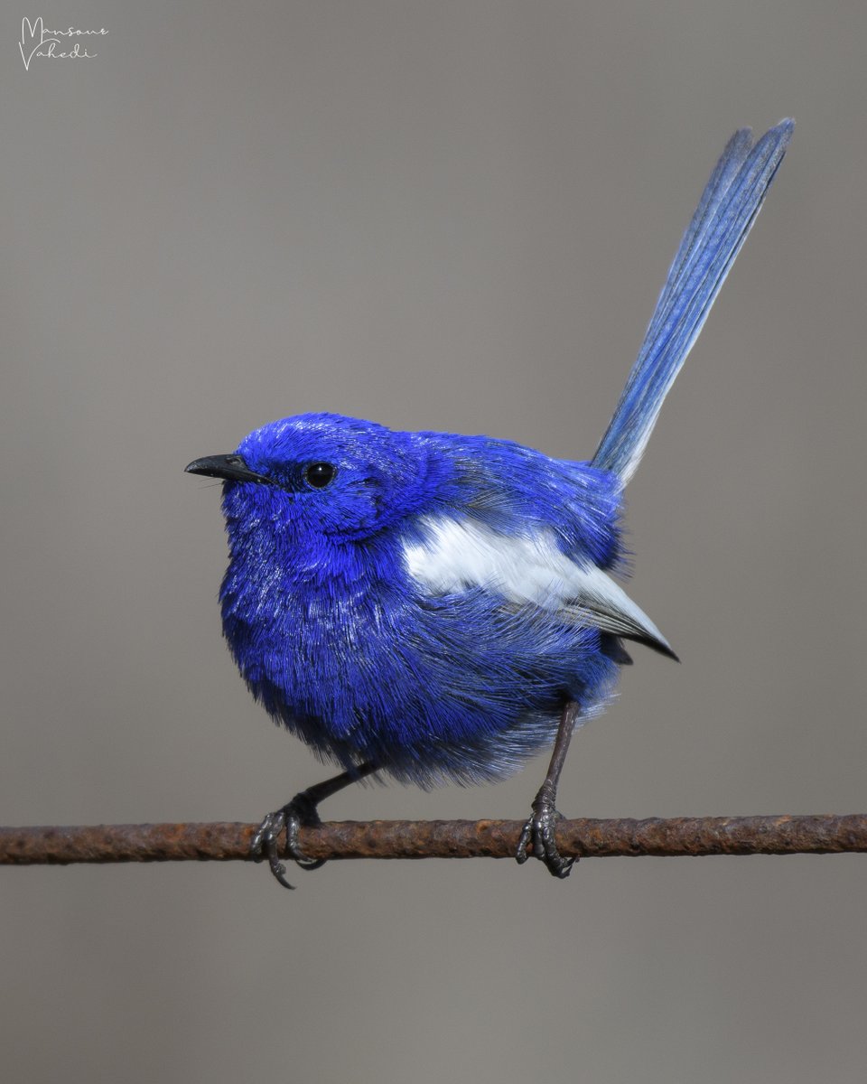 oz_bird_'s tweet photo. White-winged Fairywren (Malurus leucopterus)
Rural Queensland
© OZ BIRD PHOTOGRAPHY 
#fairywren #bluewren #wwfw #whitewingedfairywren #birds #birdart https://t.co/ZdghN83yhr