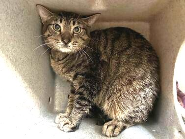PeterAskin1's tweet photo. Yes, this is chance #8 for "Pearl" to escape  an awful fate! Did this dear boy escape the  clutches of a hoarder only to be put to death at NYC ACC in #NewYork on 06/13? Not too late to adopt or to pledge for rescue! We can do this! 
BEYOND LAST CALL! 🙏 https://t.co/7i2eH4O6sQ https://t.co/6x9lgjo8mi