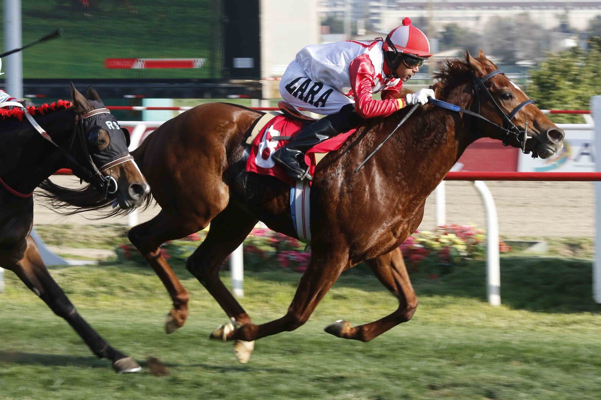 Pasionporlahip's tweet photo. DAKTARI (Daddy Long Legs) Ganador del clásico Pr. Candy Sun en @valparaiso_sporting. Con la conducción de Ignacio Valdivia y la preparación de Ximeno Urenda. Luciendo los colores del Stud Los Leones.
📷@FOTOOFICIALCH
#valparaisosporting #clasico #turf #hipicachilena #carreras https://t.co/Vkwb5XsVxt