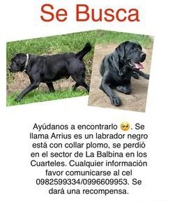AlertaMePerdi's tweet photo. #PERDIDO #RUMIÑAHUI
Nombre: #ARRIUS
Fecha: 11/06/23
Sector: Sur, Av. Manuel Quiroga, Sector Fajardo, Los Cuarteles
Sexo: Macho
Raza: Labrador
Obsv.: En la lengua tiene un lunar negro de 1cm más o menos. Tiene chip.
Contacto: 0982599334
SE OFRECE RECOMPENSA 
#AlertaMePerdí https://t.co/hxt2sq2ZPc
